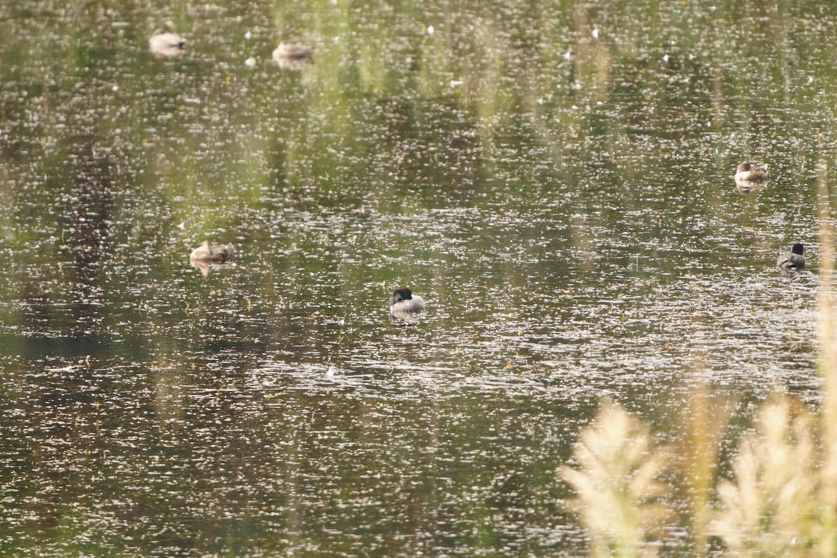 Falcated Duck - ML647320958