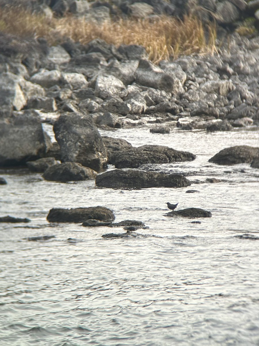 אמודאי אמריקני - ML647320959