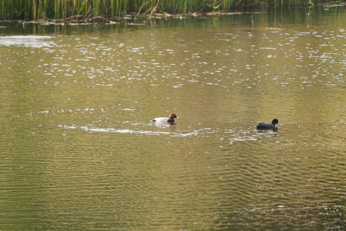 Common Pochard - ML647320985
