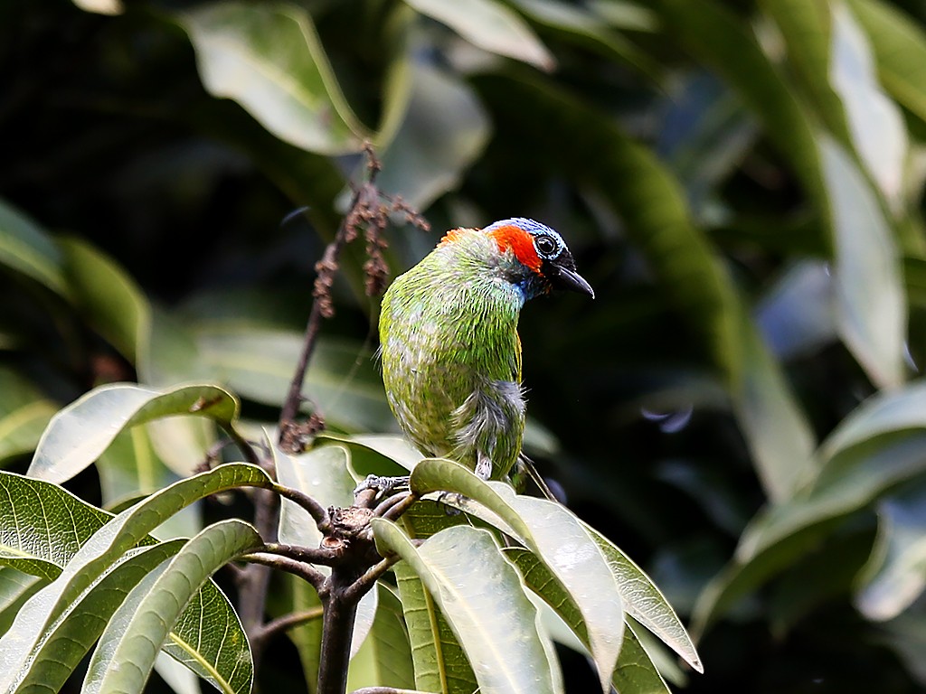 Red-necked Tanager - ML647320986