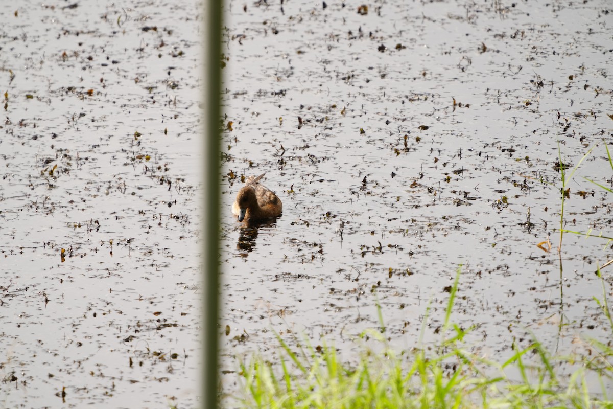 Eurasian Wigeon - ML647320991