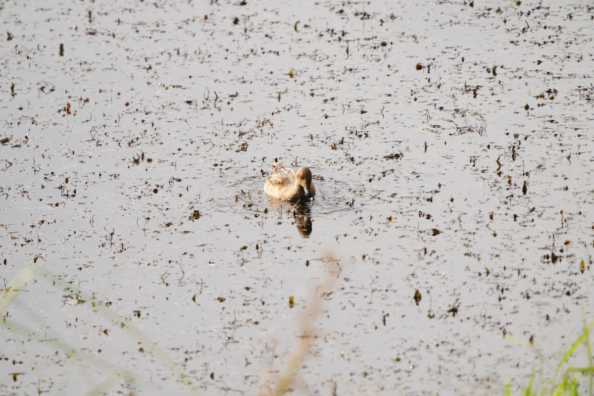 Eurasian Wigeon - ML647320992