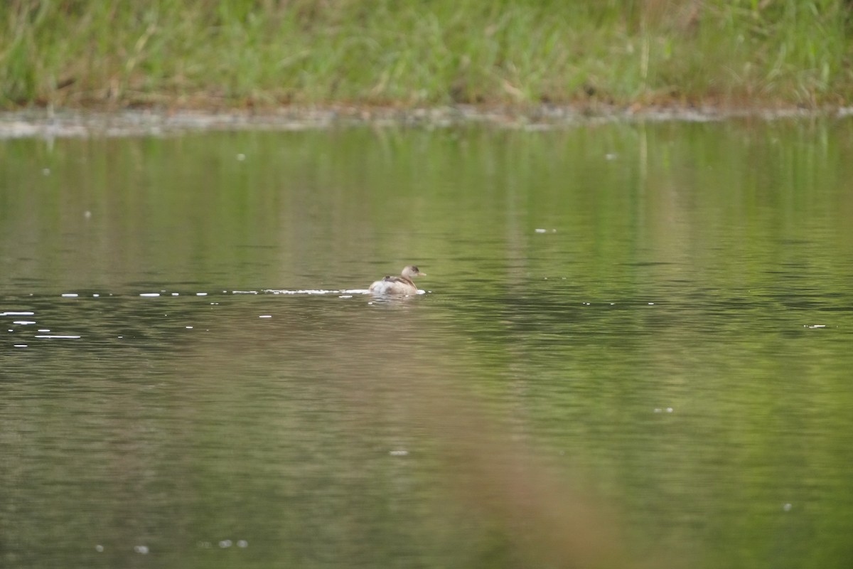Little Grebe (Little) - ML647321002