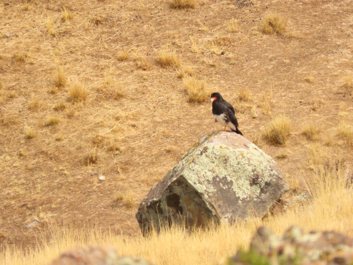 Mountain Caracara - ML647321005