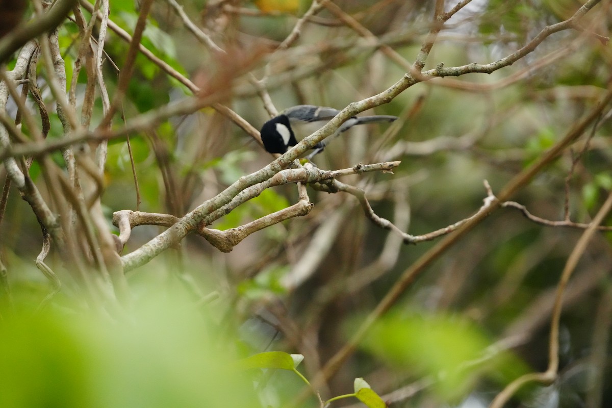 Asian Tit (Okinawa) - ML647321006