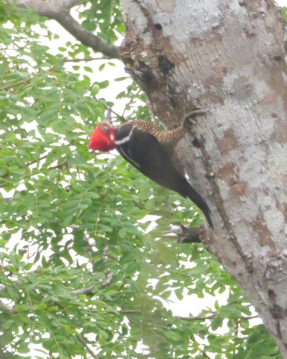 Crimson-crested Woodpecker - ML647321009