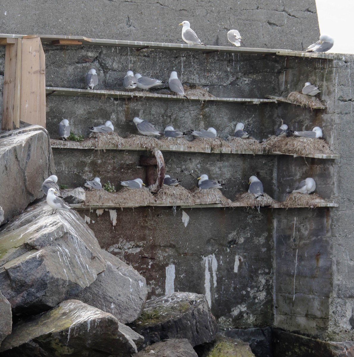 Black-legged Kittiwake - ML647321019