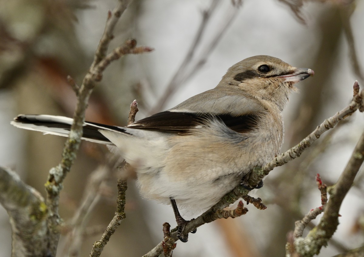Northern Shrike - ML647321091