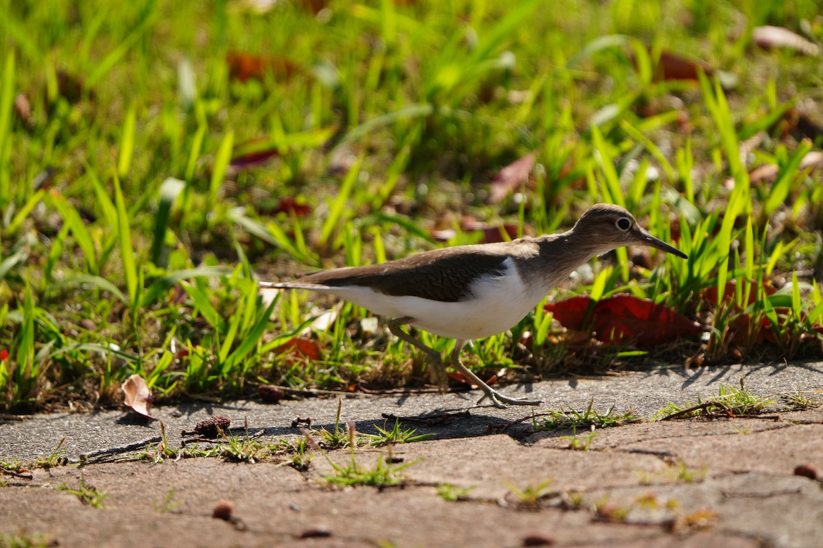 Common Sandpiper - ML647321092