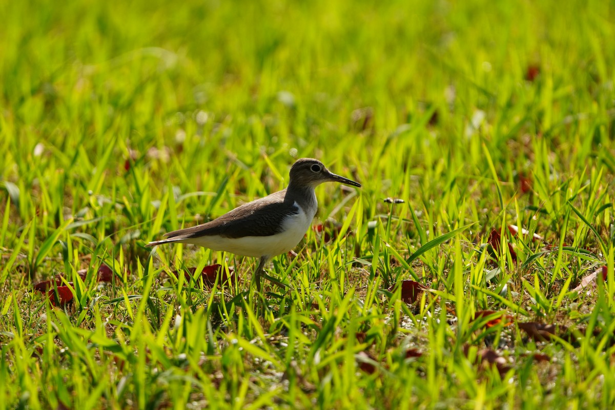 Common Sandpiper - ML647321093