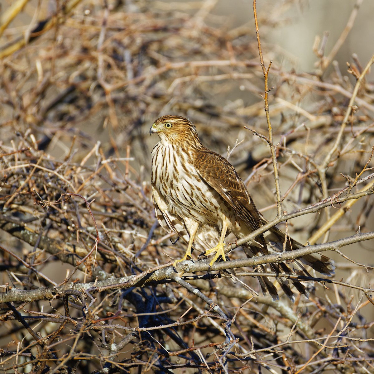 Cooper's Hawk - ML647321100