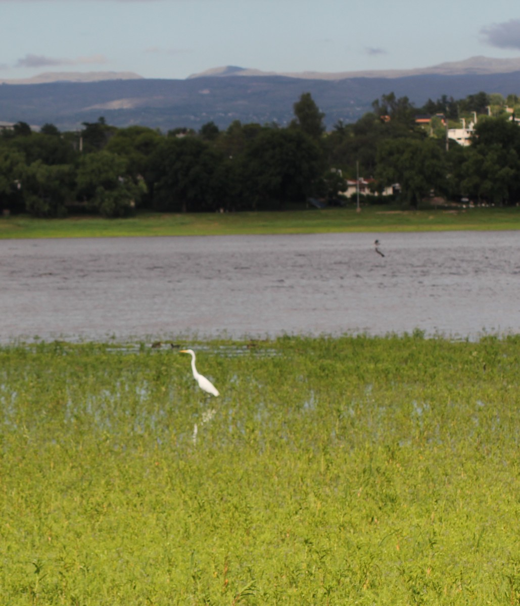 Silberreiher - ML647321104