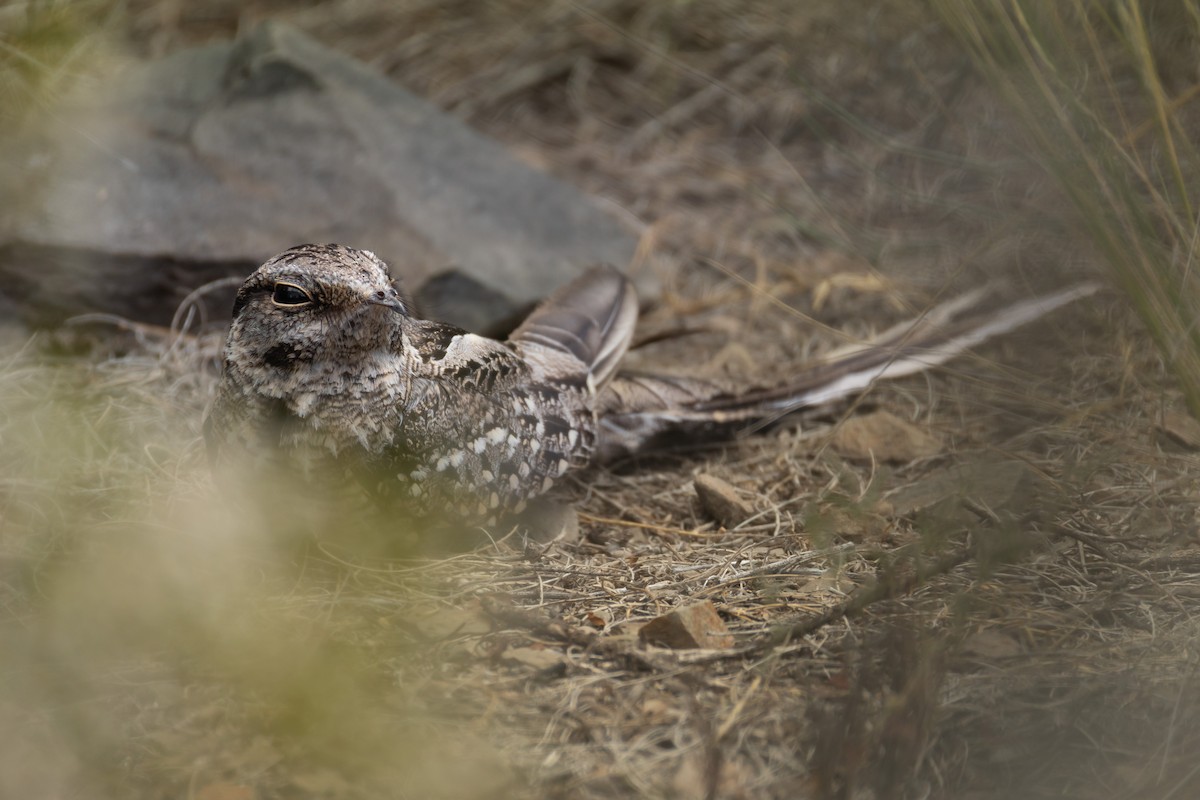 lelek nůžkoocasý - ML647321118