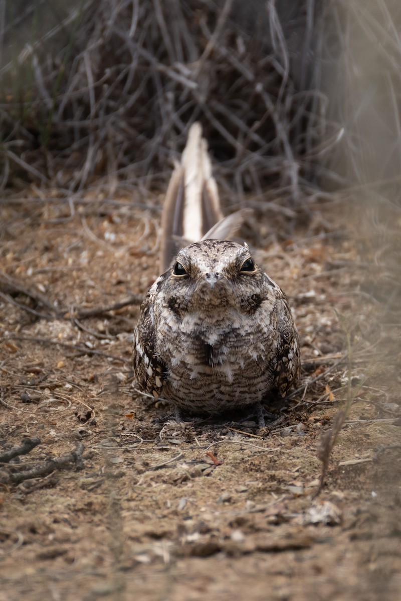 lelek nůžkoocasý - ML647321119