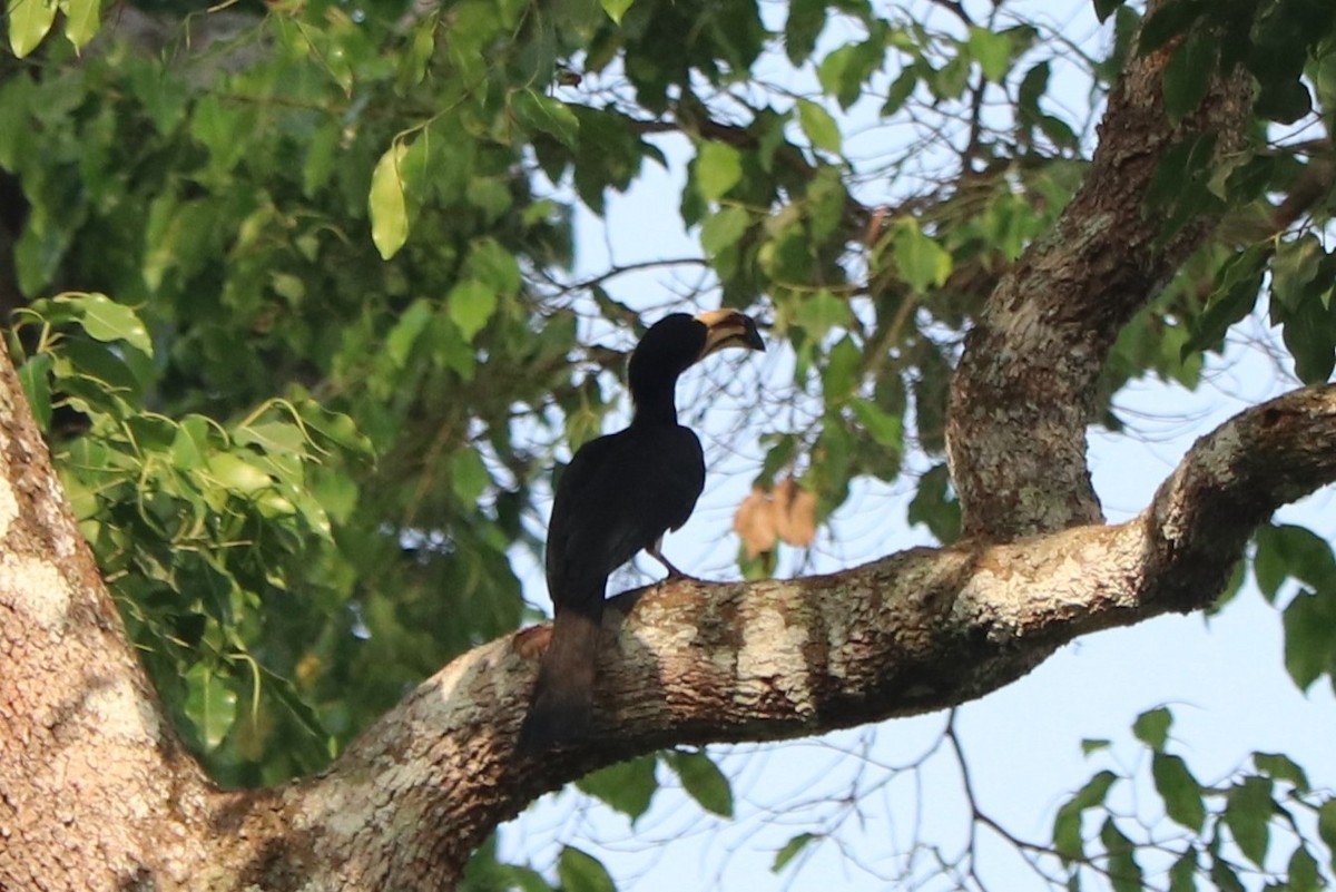 West African Pied Hornbill - ML647321128