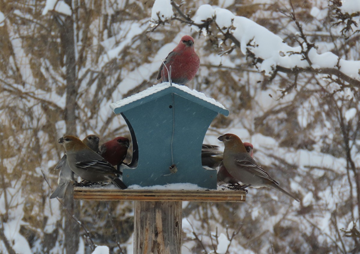 Pinu-gailupa - ML647321139