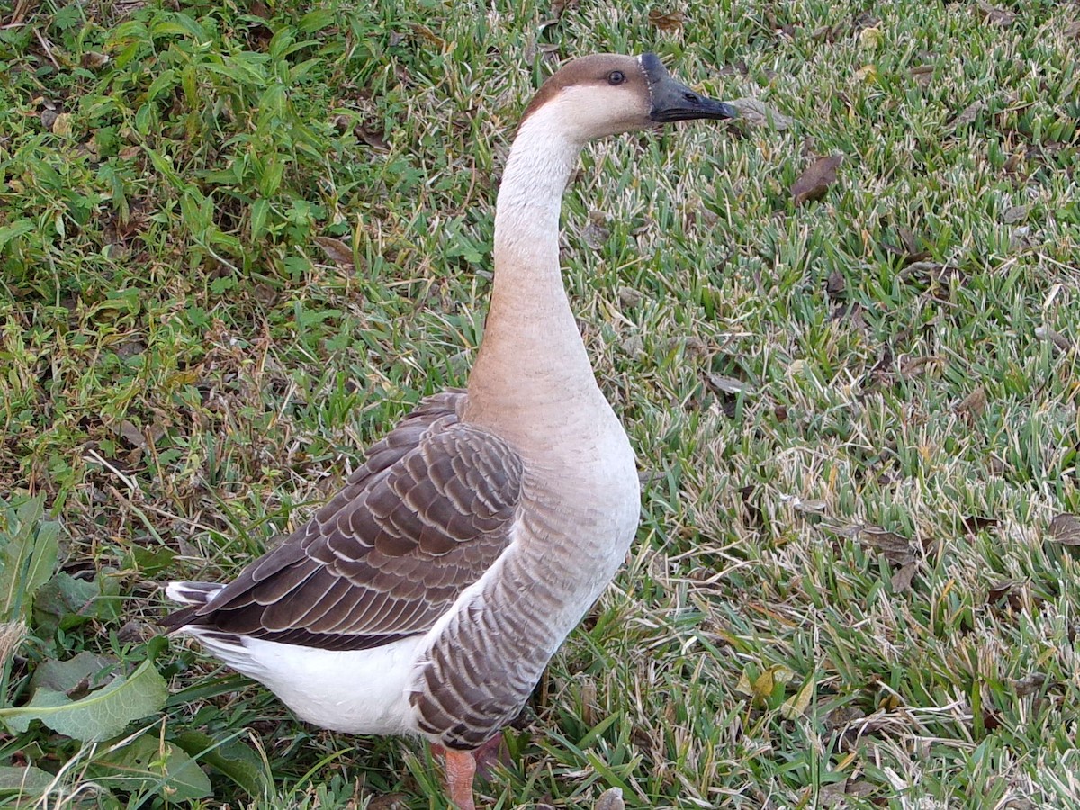 Гуска китайська (свійська) - ML647321146