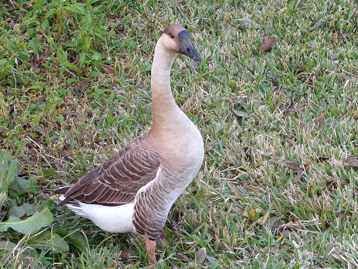 Гуска китайська (свійська) - ML647321147