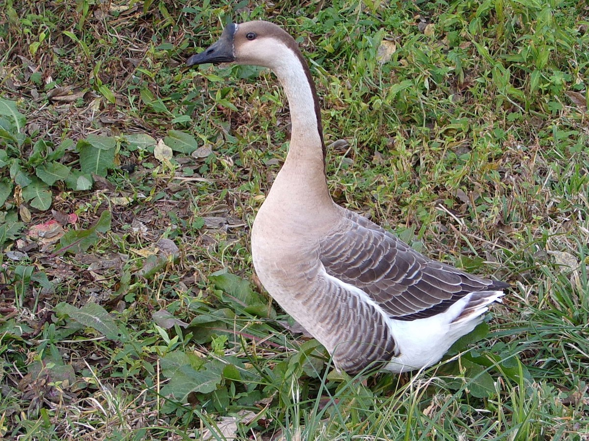 Гуска китайська (свійська) - ML647321148