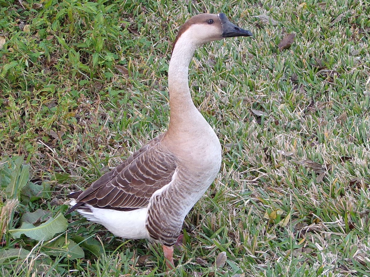 Гуска китайська (свійська) - ML647321149