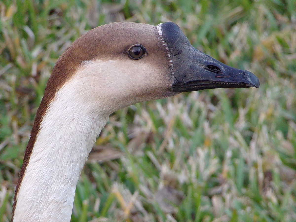 Гуска китайська (свійська) - ML647321150