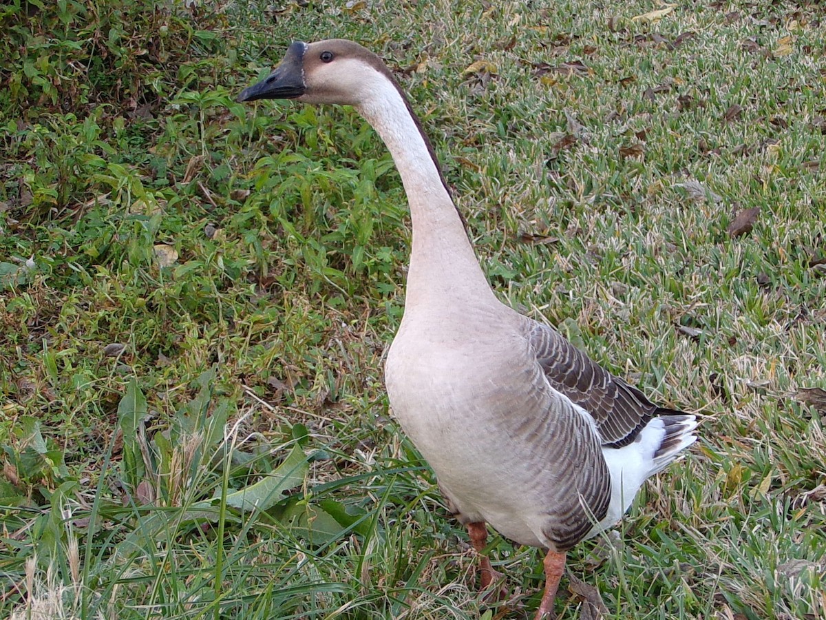 Гуска китайська (свійська) - ML647321151