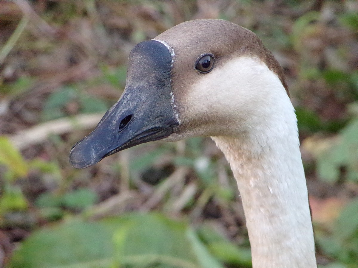 Гуска китайська (свійська) - ML647321152