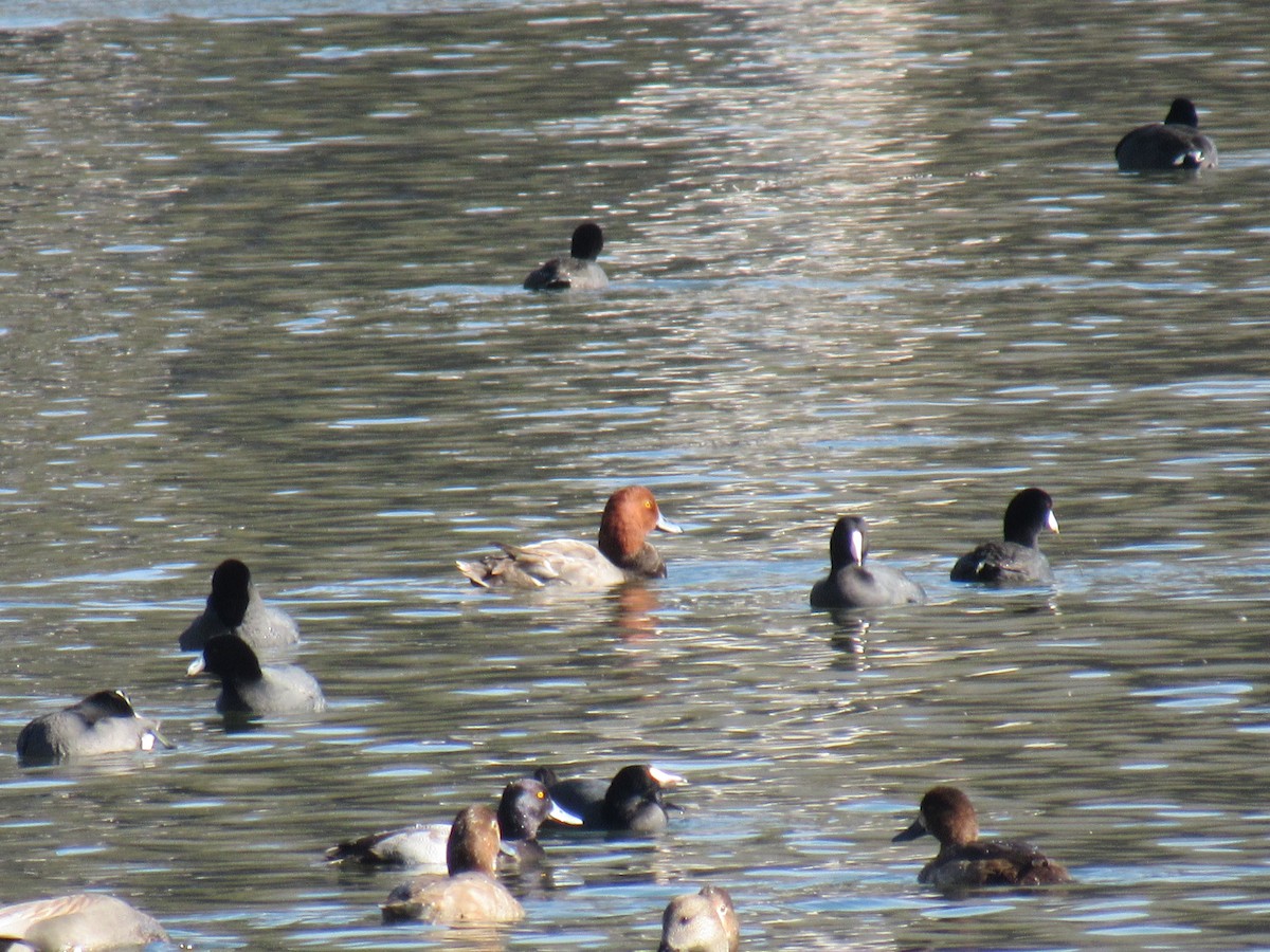 Redhead - ML647321153