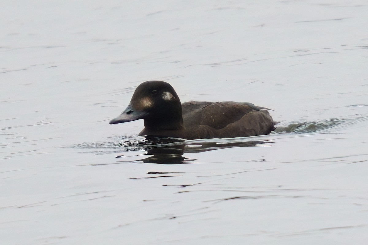 קטיפנית שחומה - ML647321155