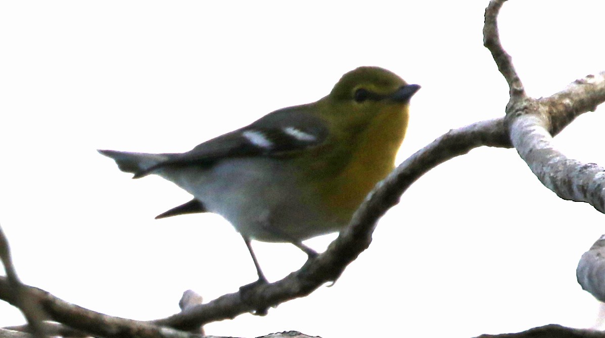 Yellow-throated Vireo - ML647321184