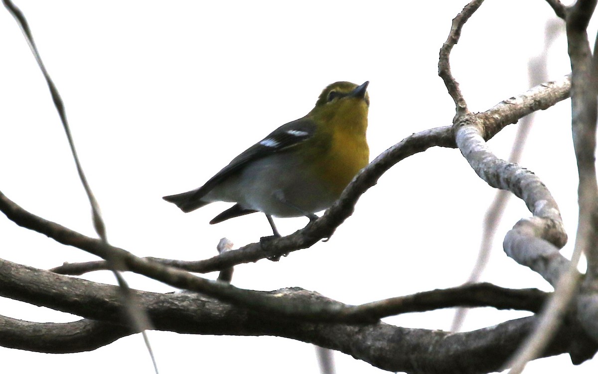 Yellow-throated Vireo - ML647321185
