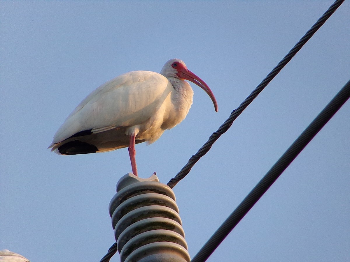 White Ibis - ML647321188