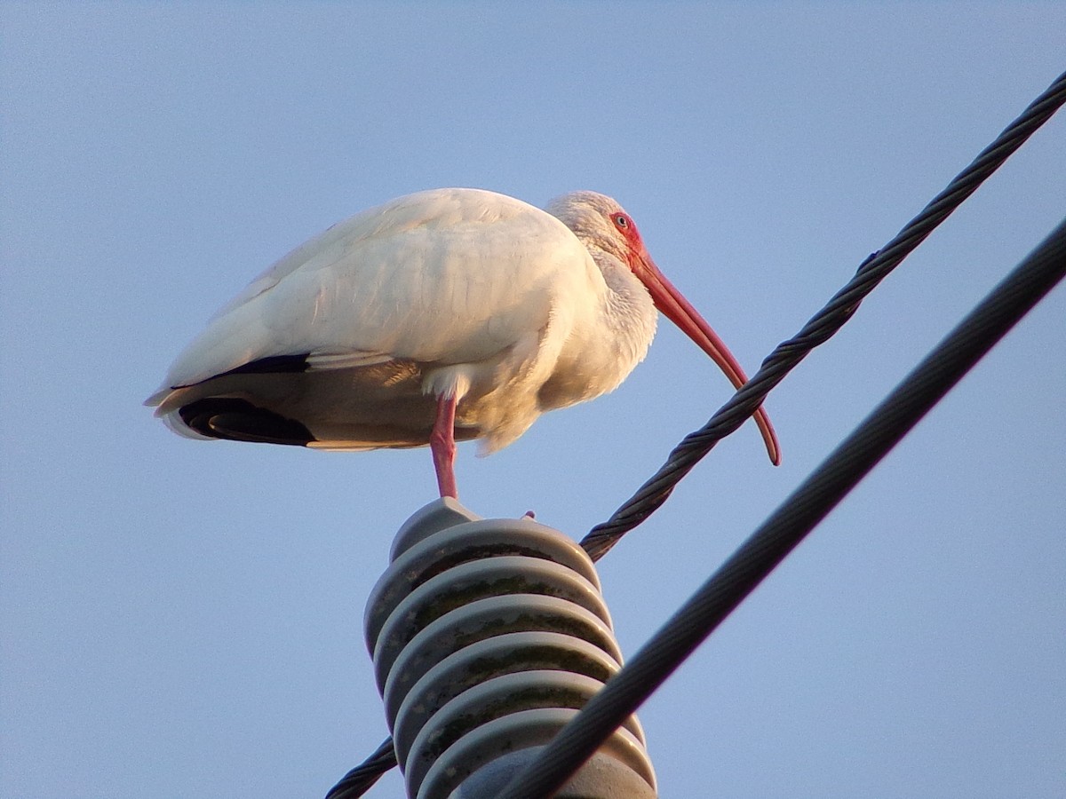 White Ibis - ML647321189