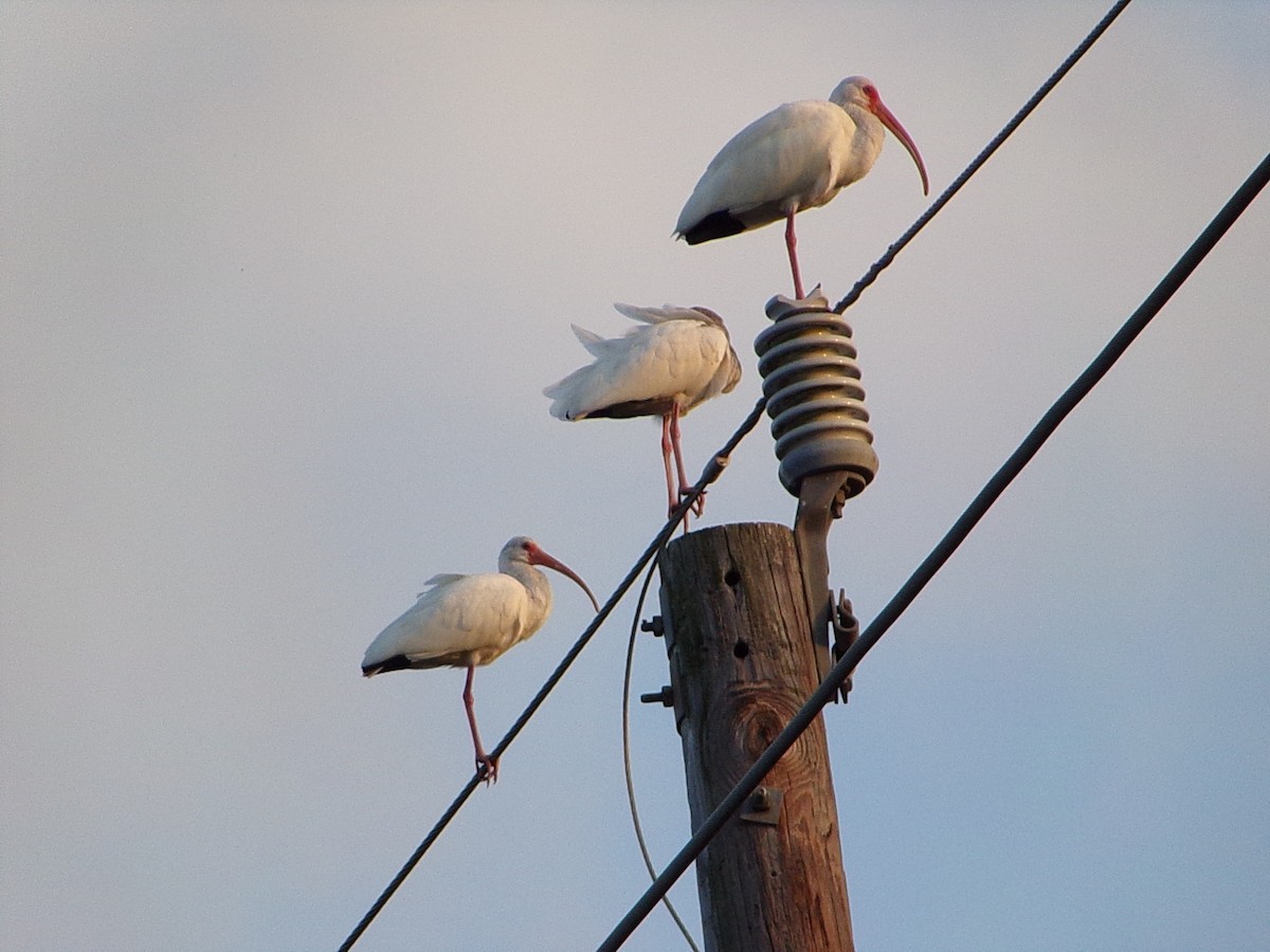 White Ibis - ML647321190