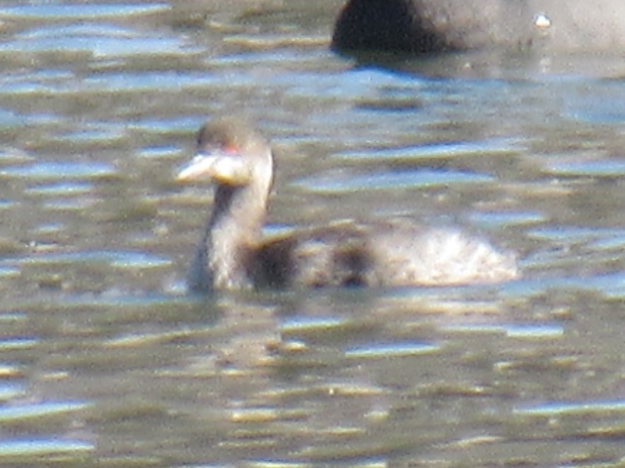 Eared Grebe - ML647321191