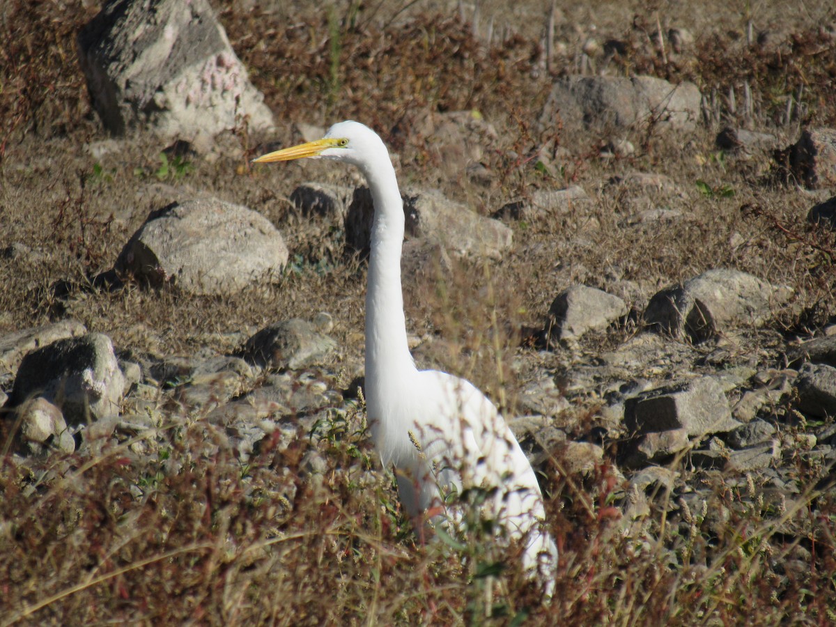 Silberreiher - ML647321193