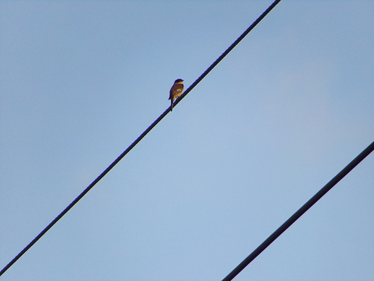 Eastern Phoebe - ML647321195