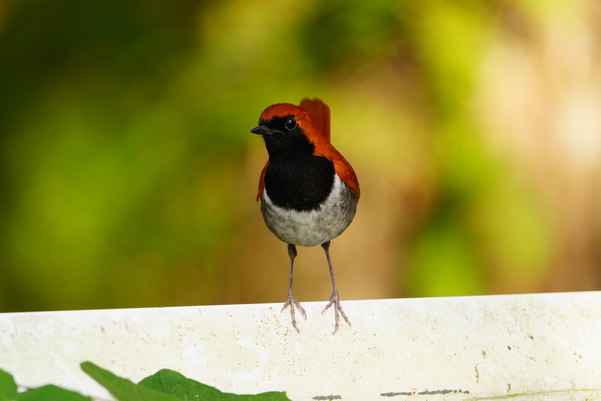 Okinawa Robin - ML647321197