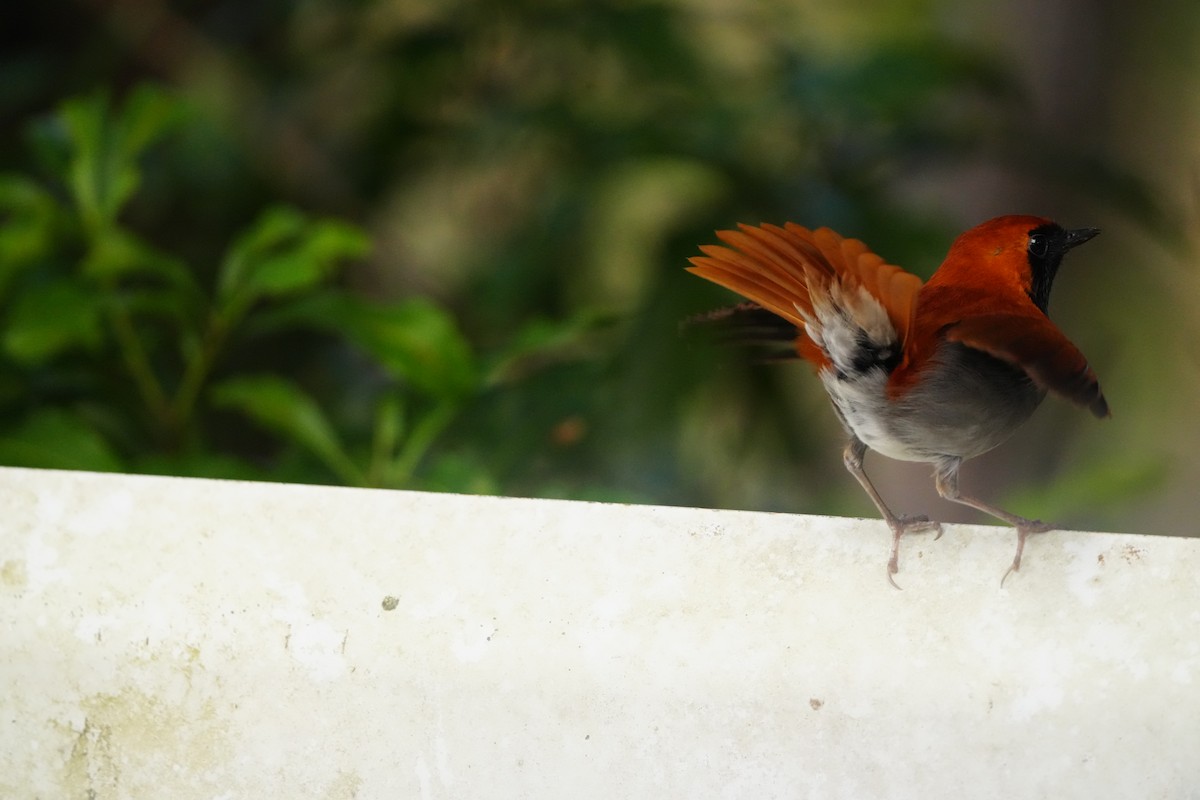 Okinawa Robin - ML647321200