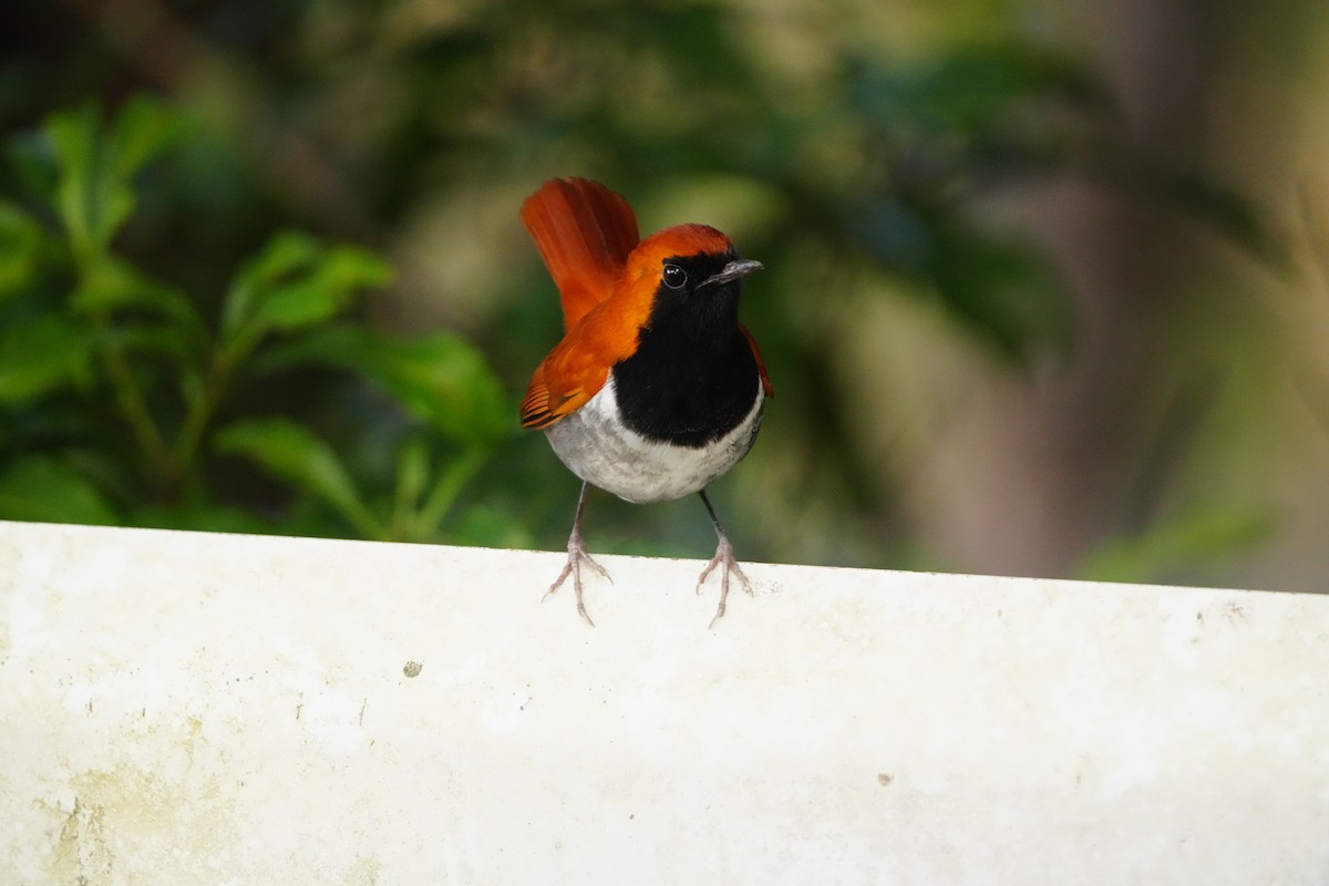 Okinawa Robin - ML647321201