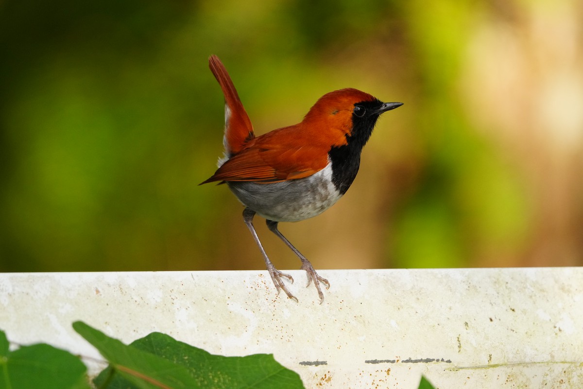 Okinawa Robin - ML647321203