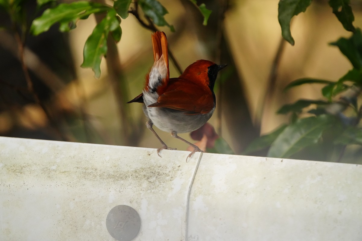 Okinawa Robin - ML647321204