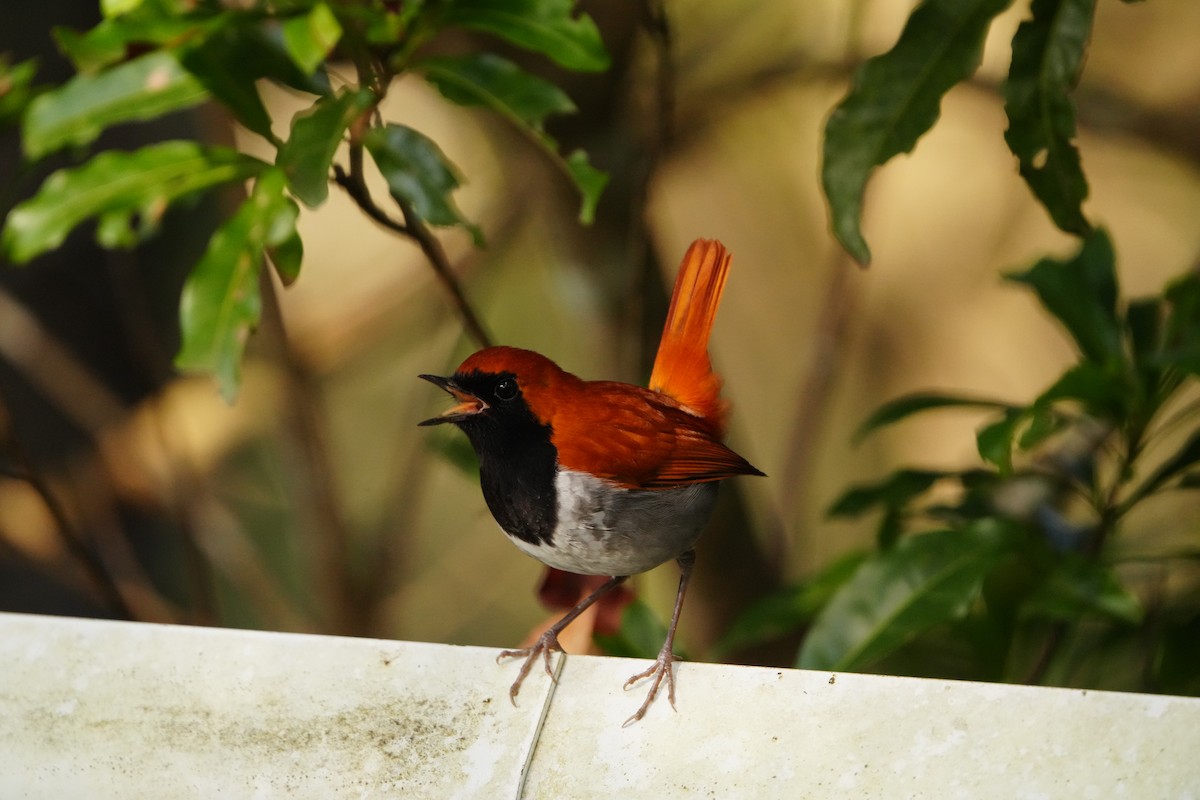 Okinawa Robin - ML647321205