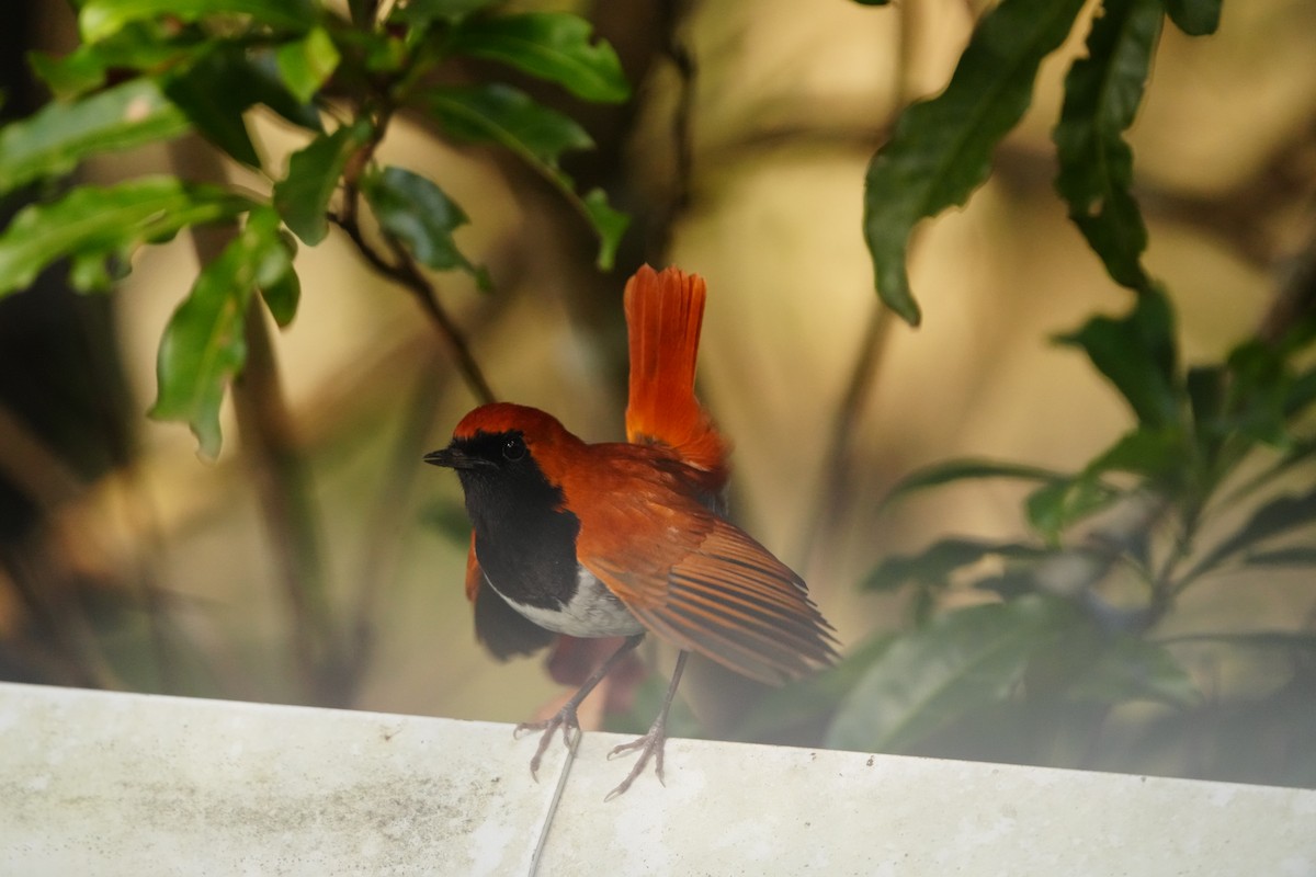 Okinawa Robin - ML647321206