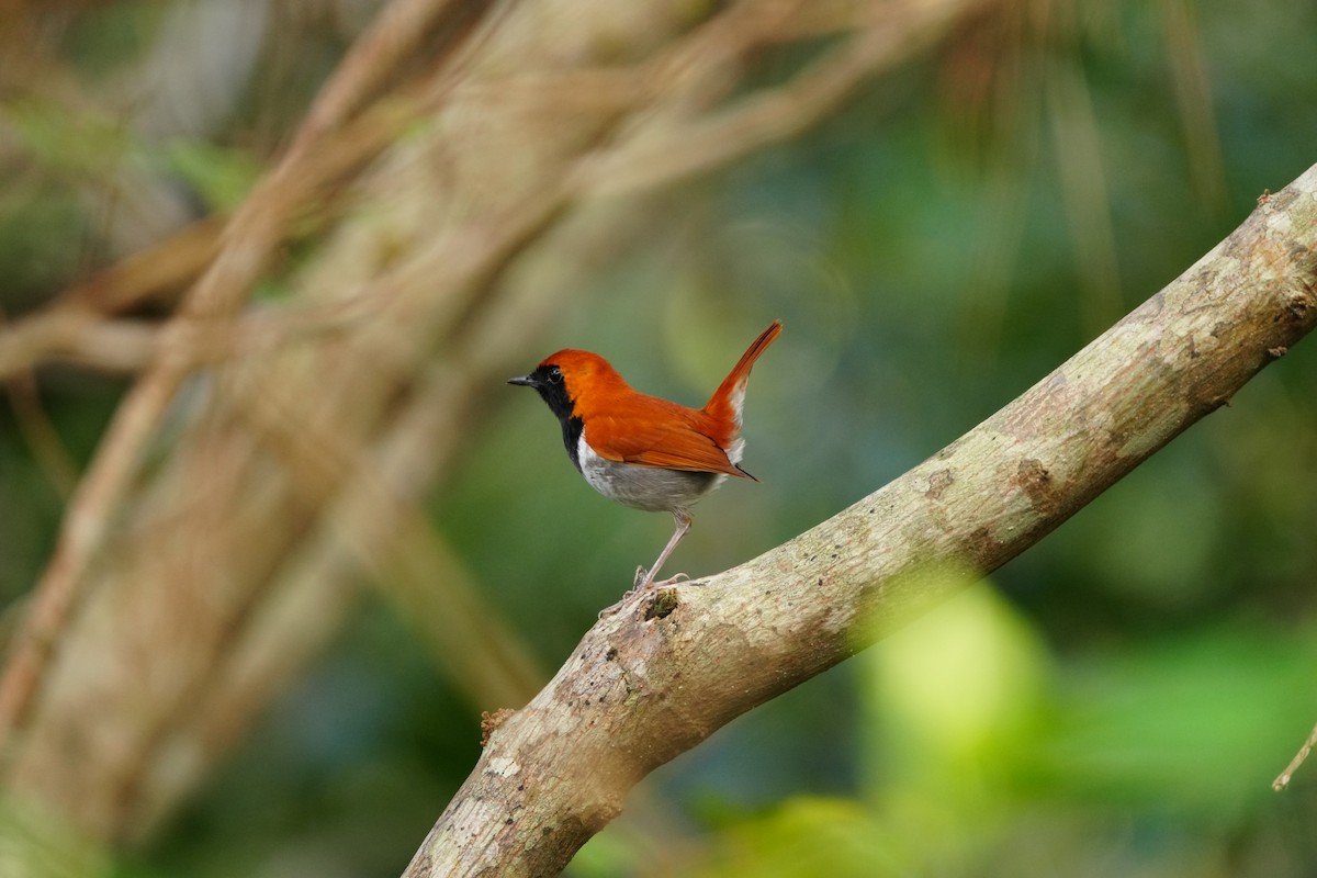 Okinawa Robin - ML647321207