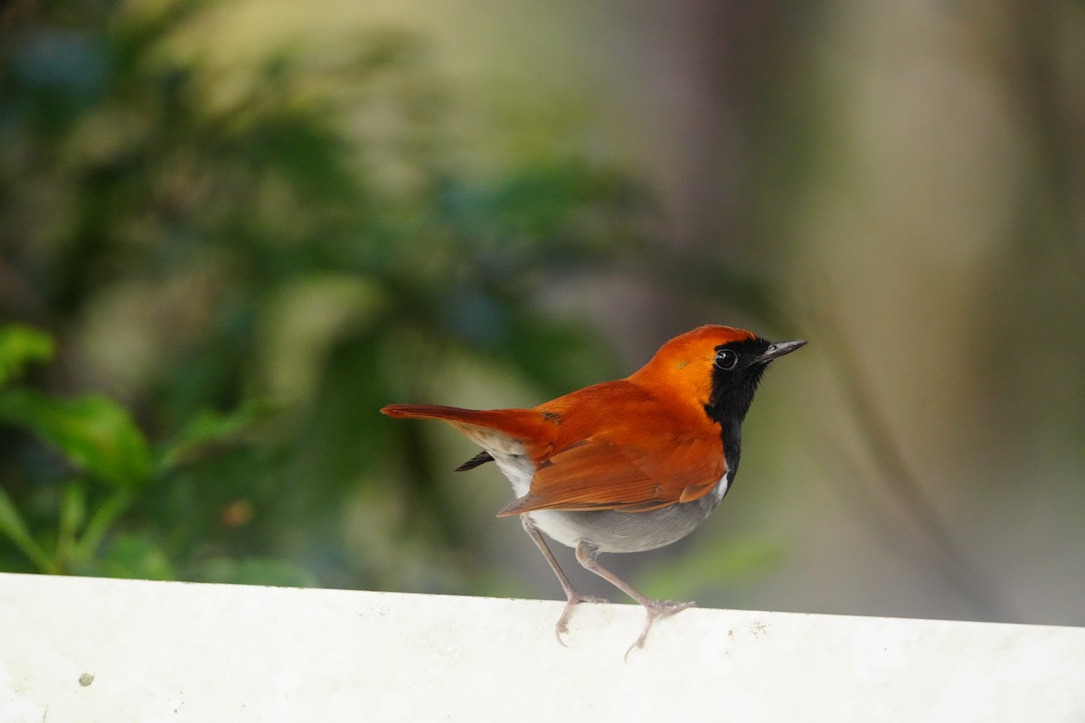 Okinawa Robin - ML647321208