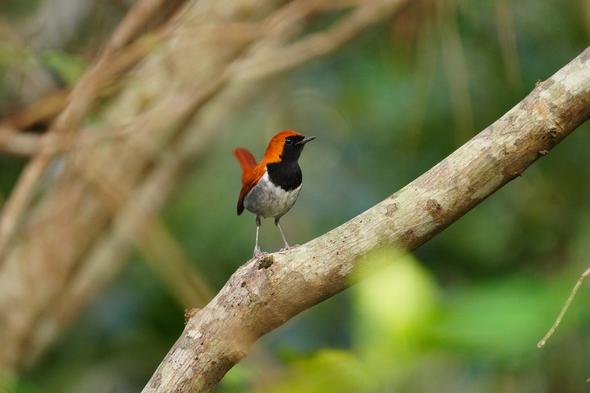 Okinawa Robin - ML647321213