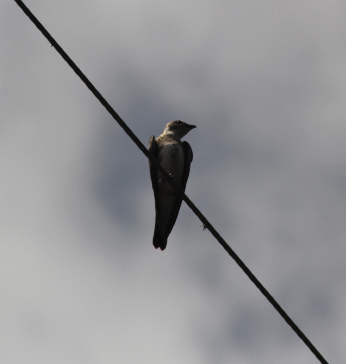 Brown-chested Martin - ML647321228