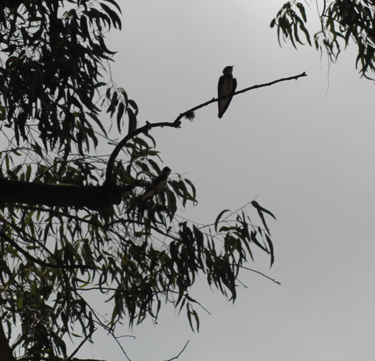 Brown-chested Martin - ML647321229