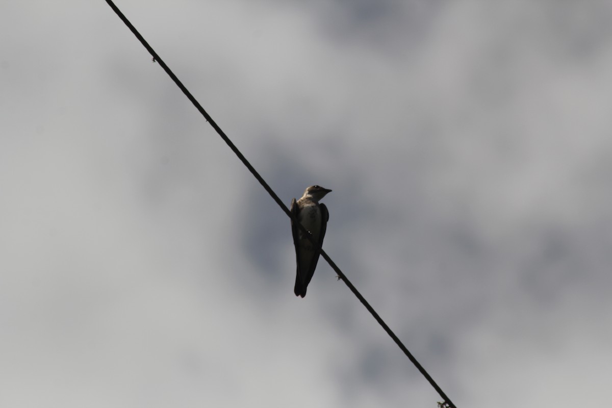 Brown-chested Martin - ML647321230